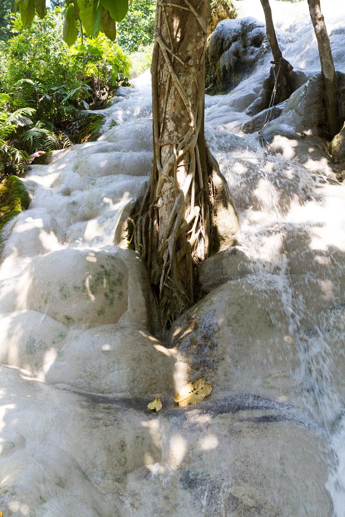 Close-up of Bua Tong's pale tiered limestone, with a tree's exposed roots growing directly out of the flowing cascade.