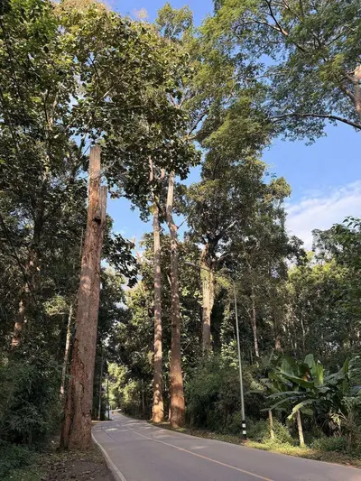 Giant Trees Alley